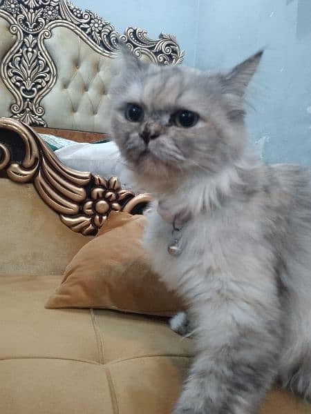 Double Coat Persian Cats 6