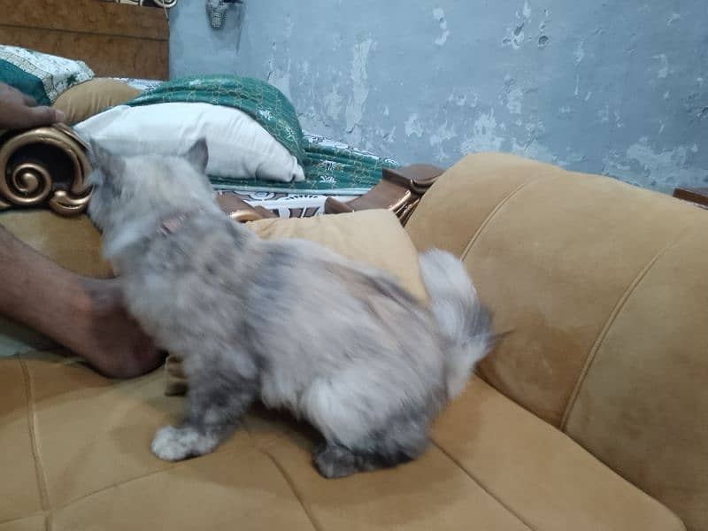 Double Coat Persian Cats 7