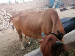 cow for sale 0