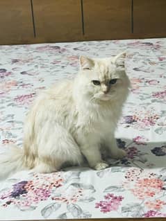 Persian Cat