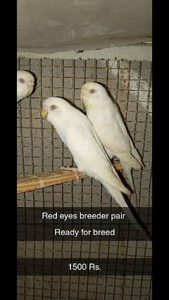 3 breeder pairs. 0