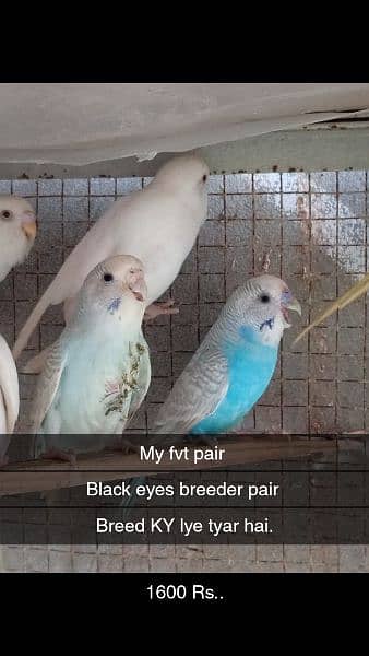 3 breeder pairs. 1