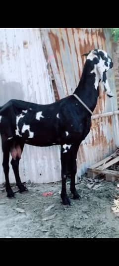 bital bakri