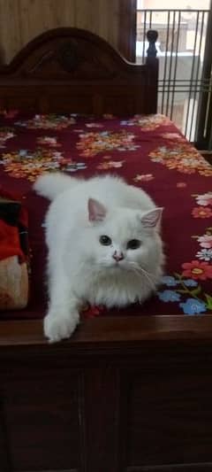 Tripple coat White Male persian kitten for sale(vaccinated) with toys