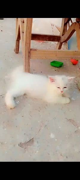 Persian cat' 0