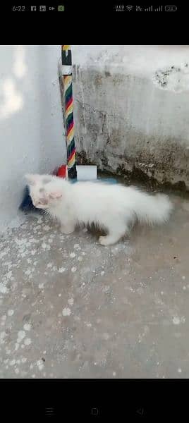 Persian cat' 1