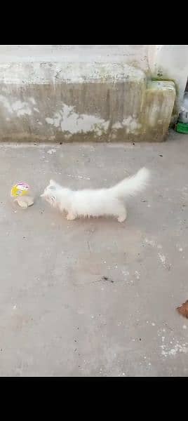 Persian cat' 2