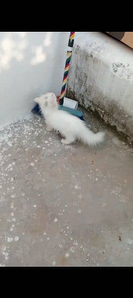 Persian cat' 4