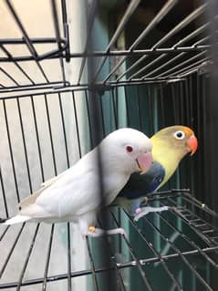 Albino red eyes into parblue split ino top quality breeder pair