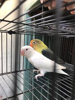 Albino red eyes into parblue split ino top quality breeder pair