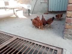 fresh Desi pathya or chicks for sale healthy and active