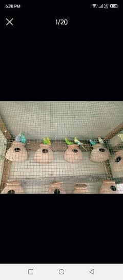 budgie tote hai under size me urgent sale kraha hun