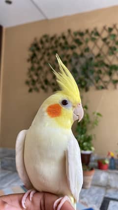 Singing Handtamed Cockatiel - Cocktail - Parrot