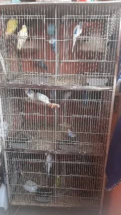 budgies | Australian parrot & Cage | All Setup For Sale