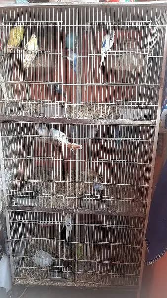 budgies | Australian parrot & Cage | All Setup For Sale 0