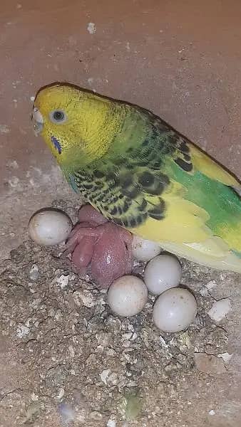 budgies | Australian parrot & Cage | All Setup For Sale 3