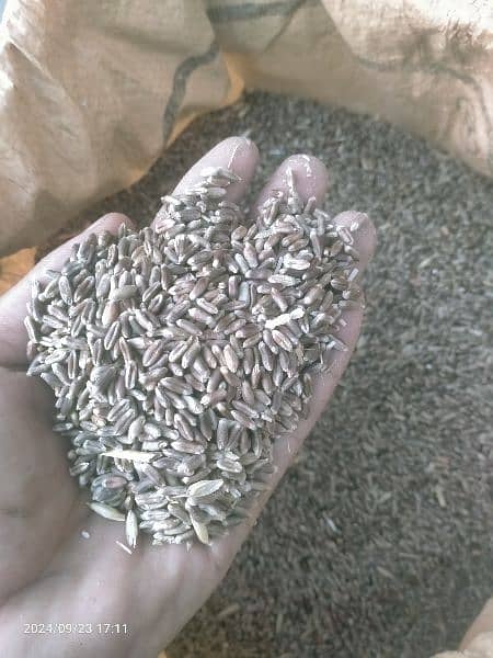 900/ pr kg Organic wheat(Black wheat)بلیک گندم 2