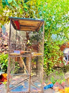 birds cages / pinjra  پنجرا 0