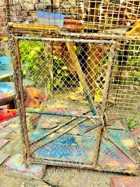 birds cages / pinjra  پنجرا 3