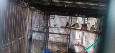 love Bird adult and breeder also looking for new shelter