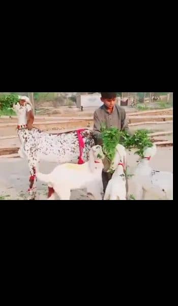 batl bakri 3 bacho wali bakri 0