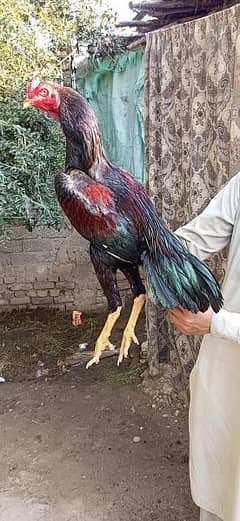 Lakha phata for sale   Location mardan WhatsApp 03199212520