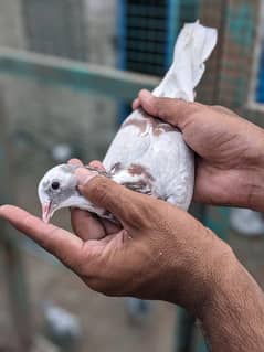 Lal dabi female chatri wali