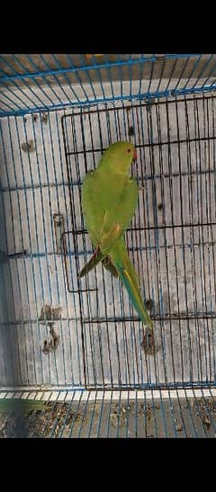 ring neck parrot for sale