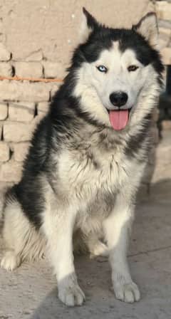 Siberian husky male for sale long cot odd eyes