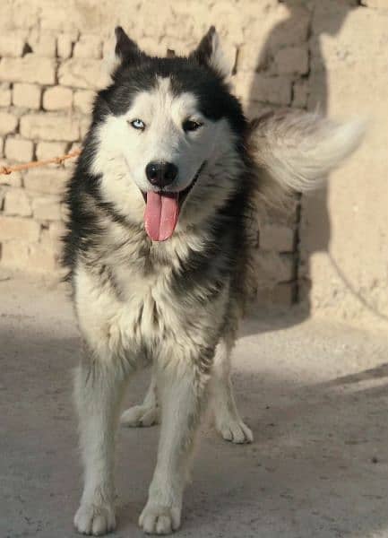 Siberian husky male for sale long cot odd eyes 2