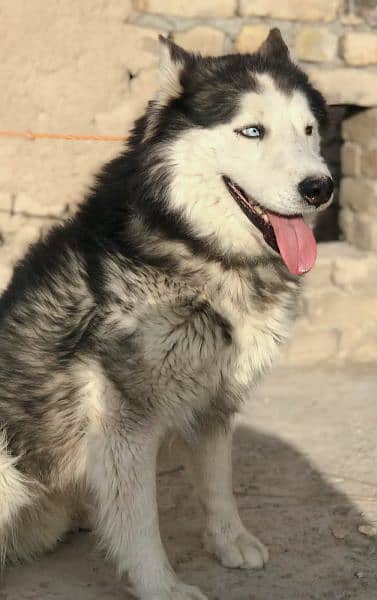 Siberian husky male for sale long cot odd eyes 3