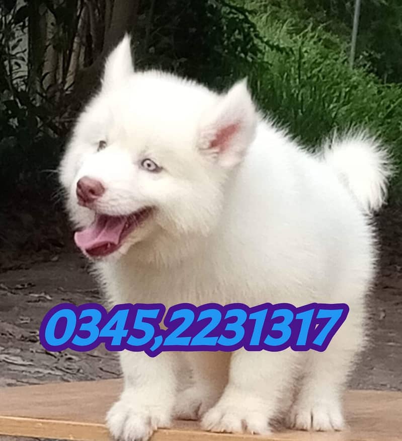 Siberian Husky Puppy (03452231317) 2