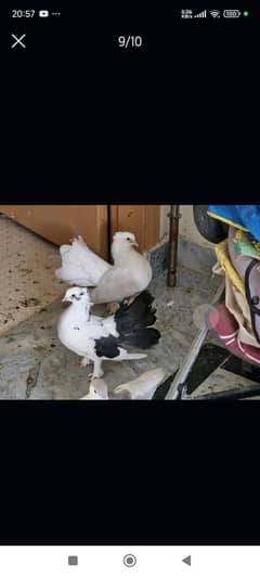 Pigeons