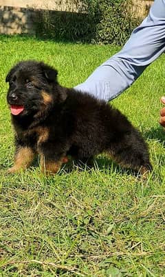 German shepherd puppies