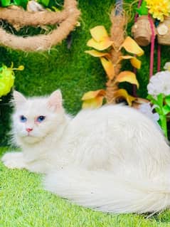 Persian Female Cat Available