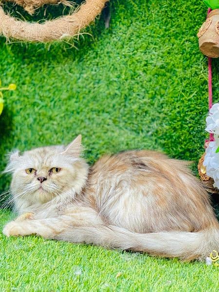 Persian Female Cat Available 1