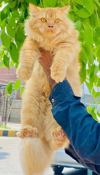 Persian Female Cat Available 2