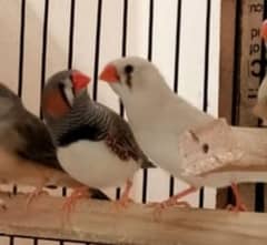 Finch pair for sale