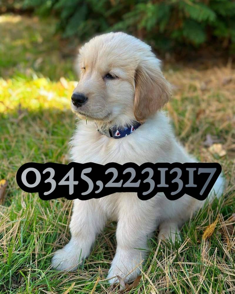 Golden Retriever Puppy (03452231317) 3