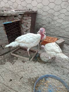 Turkey white trio set one male two female for sale 0