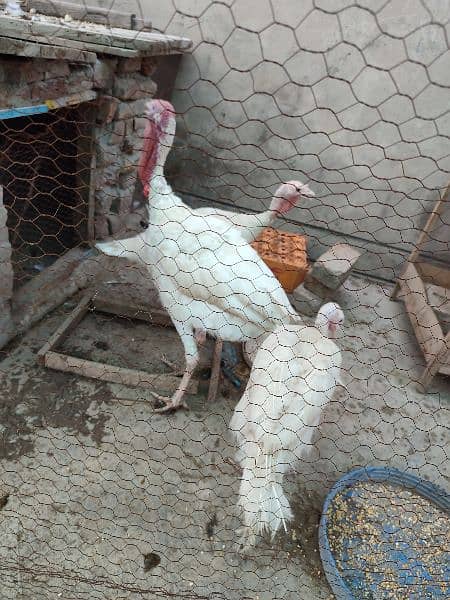 Turkey white trio set one male two female for sale 1