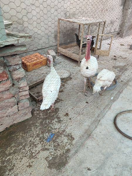 Turkey white trio set one male two female for sale 2