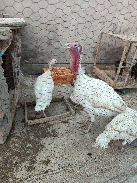 Turkey white trio set one male two female for sale 3