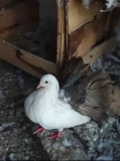 Fantail breeder pairs. Black tail or jet black