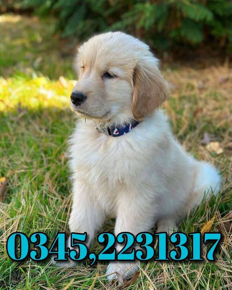 Golden Retriever Puppy (03452231317) 0