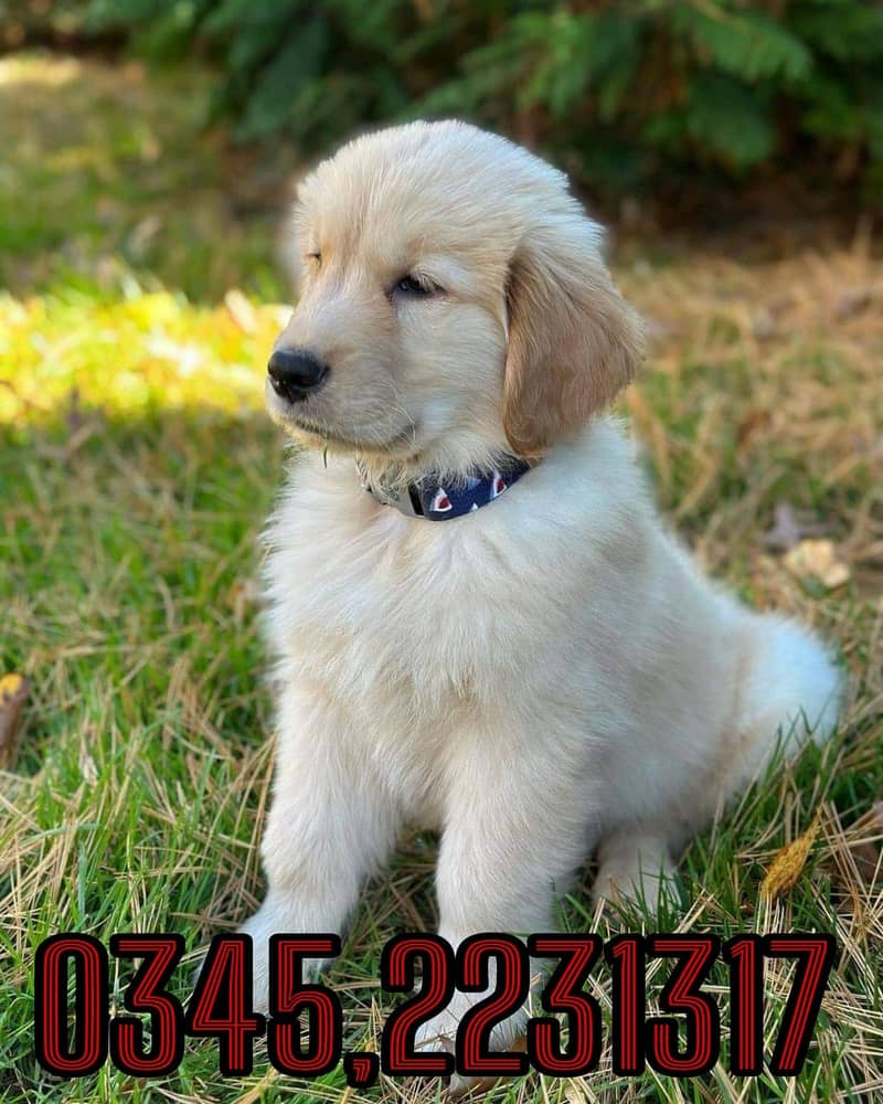 Golden Retriever Puppy (03452231317) 1