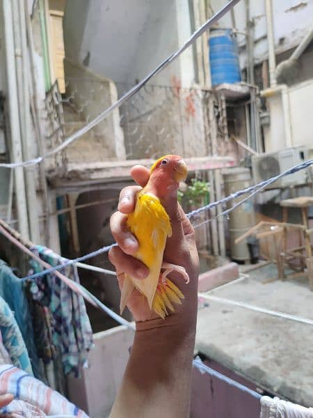 love birds for sale pair and bajria for sale urgent 5