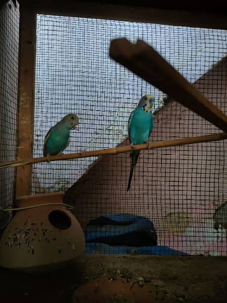 love birds for sale pair and bajria for sale urgent 10