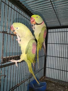 raw parrot pair sale