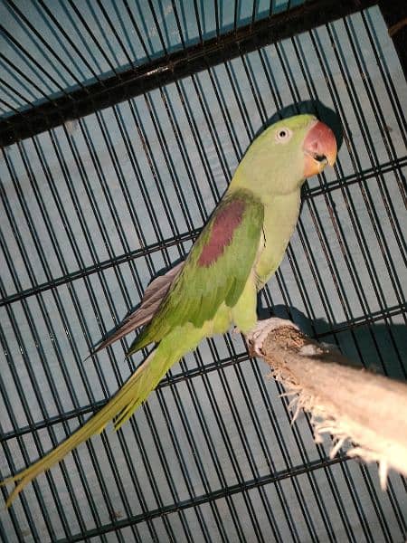 raw parrot pair sale 1